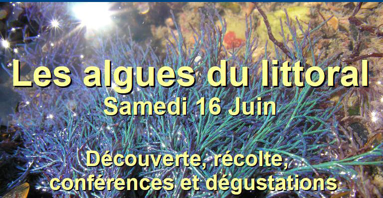 16 juin 2018 – Les algues du littoral