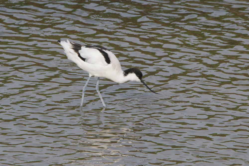 Visite de la réserve naturelle : Marais du Müllembourg