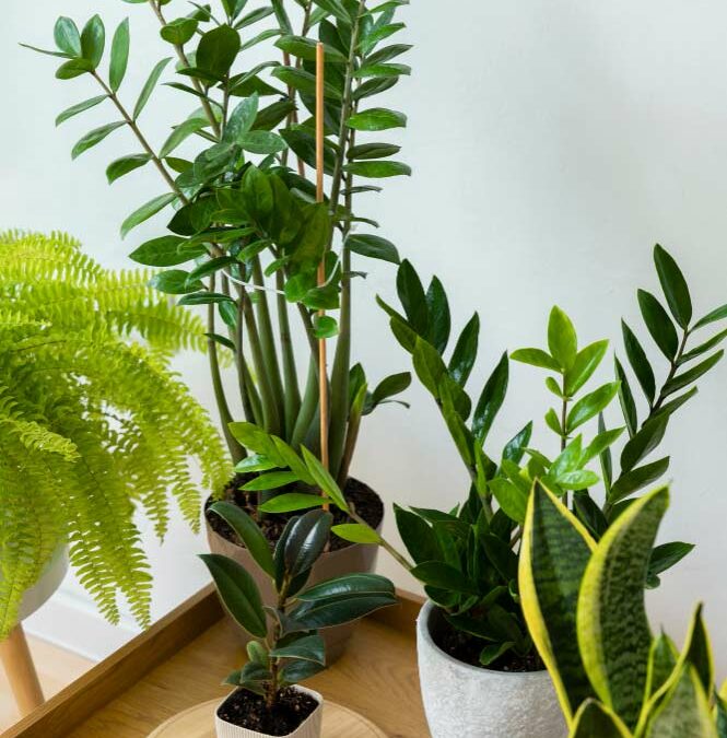 Les plantes sont bien plus bavardes que vous ne le pensez