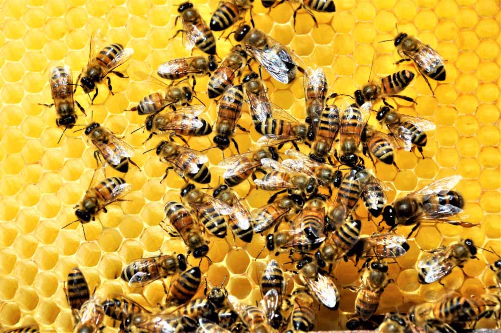 Abeilles à miel : comment l&rsquo;apiculture a bouleversé leur diversité génétique